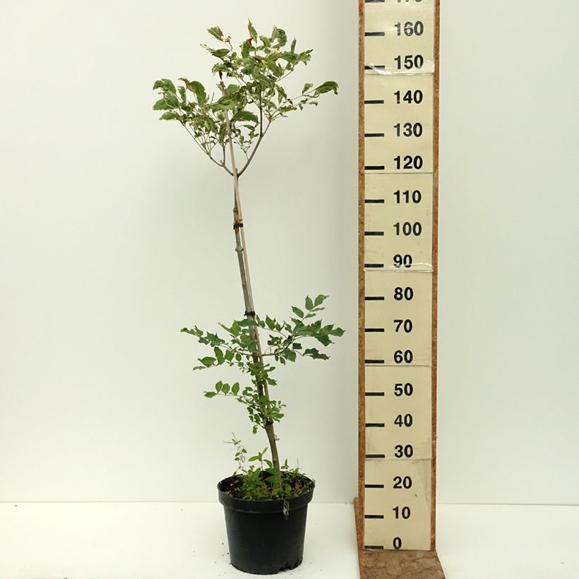 Example of Fraxinus pennsylvanica Argenteomarginata - Frêne de Pennsylvanie panaché Pot de 7,5L/10L as you get in ete