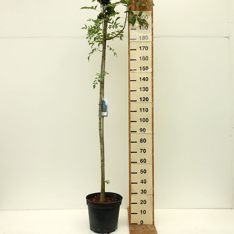 Example of Fraxinus pennsylvanica Crispa - Frêne de Pennsylvanie Pot de 30L/35L, Tige as you get in ete