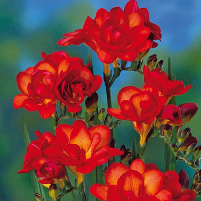 Freesia double orange - Muguet du Cap (Flowering)