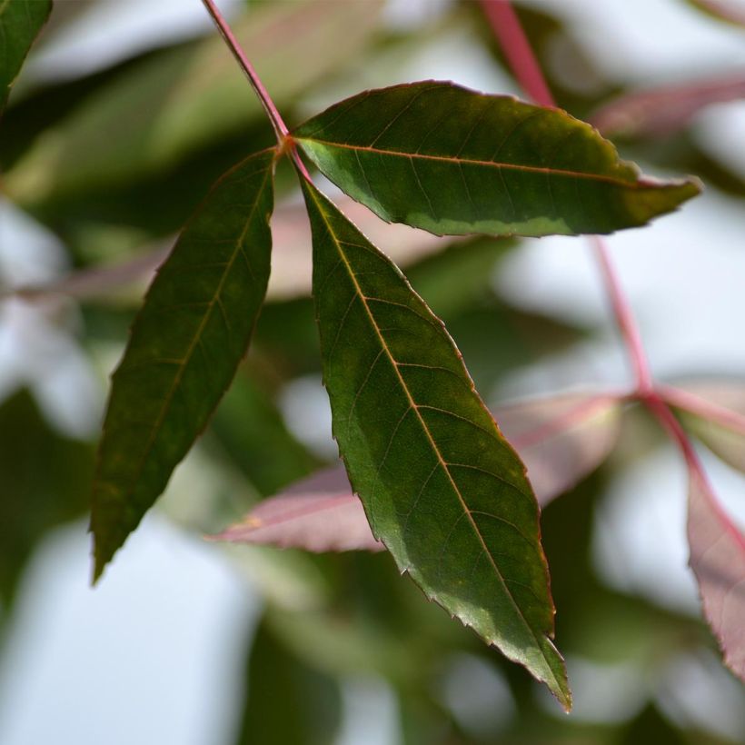 Frêne - Fraxinus angustifolia Raywood (Foliage)