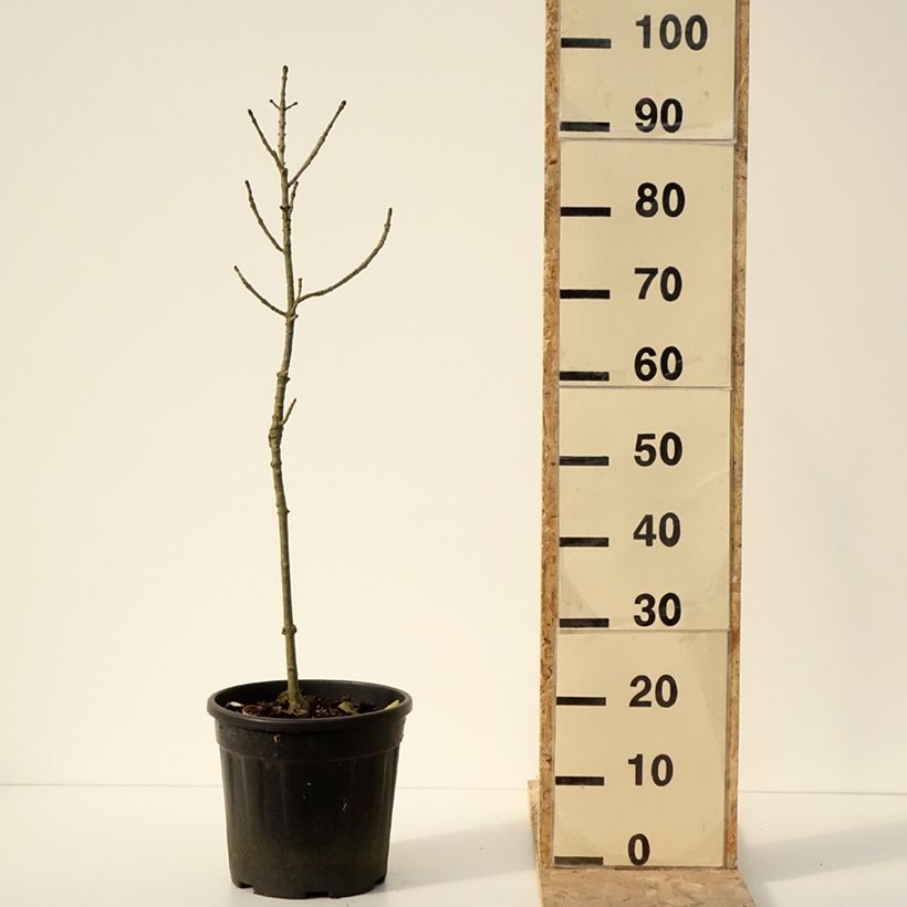 Example of Frêne nain - Fraxinus excelsior Abiona Pot de 7,5L/10L, Tige as you get in hiver