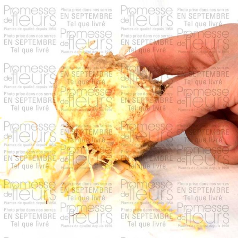 Example of Fritillaire imperialis Aureomarginata - Couronne impériale Bulbe size I as you get