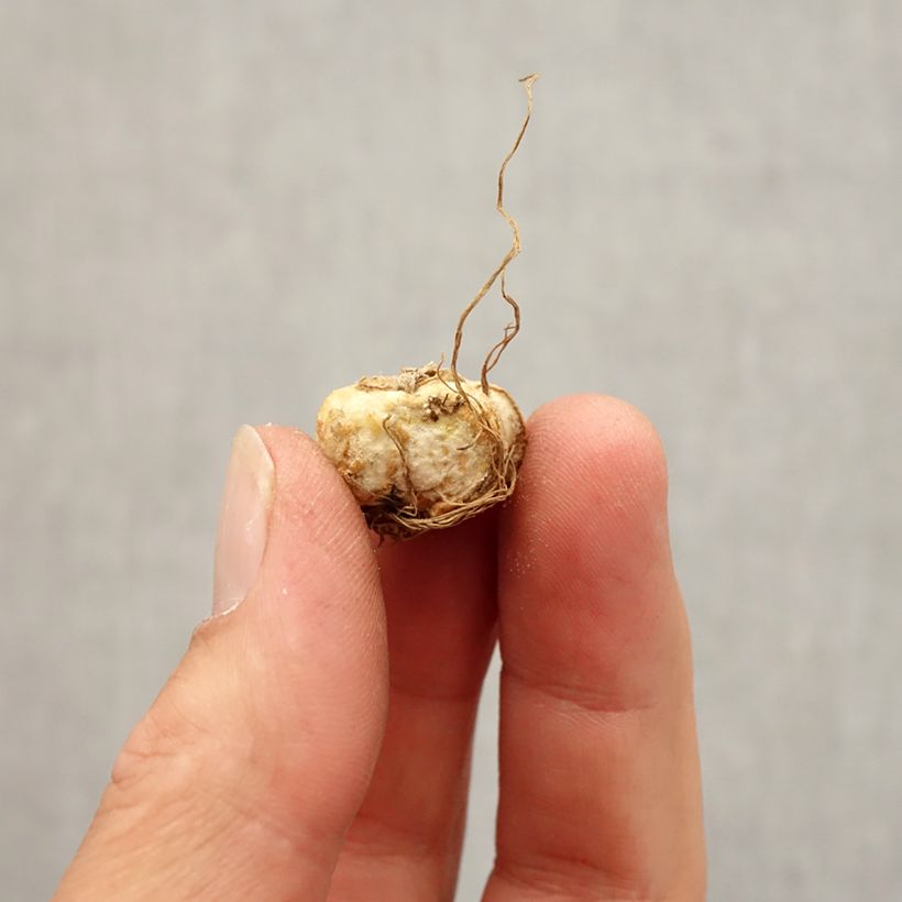 Example of Fritillaire michailovskyi Bulbe size 5+ as you get in automne