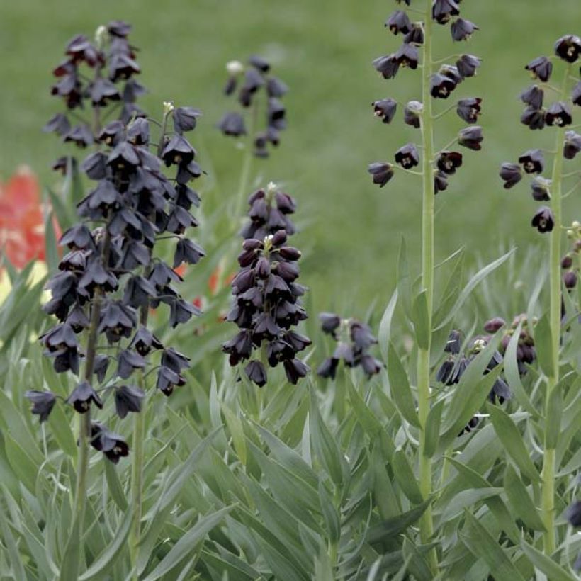 Fritillaire persica Adiyaman - Fritillaire de Perse noire (Plant habit)
