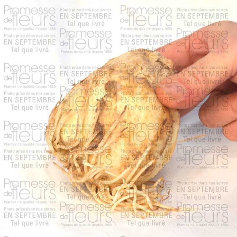 Example of Fritillaire persica Bicolor Magic Bells Bulbe size 18/20 as you get