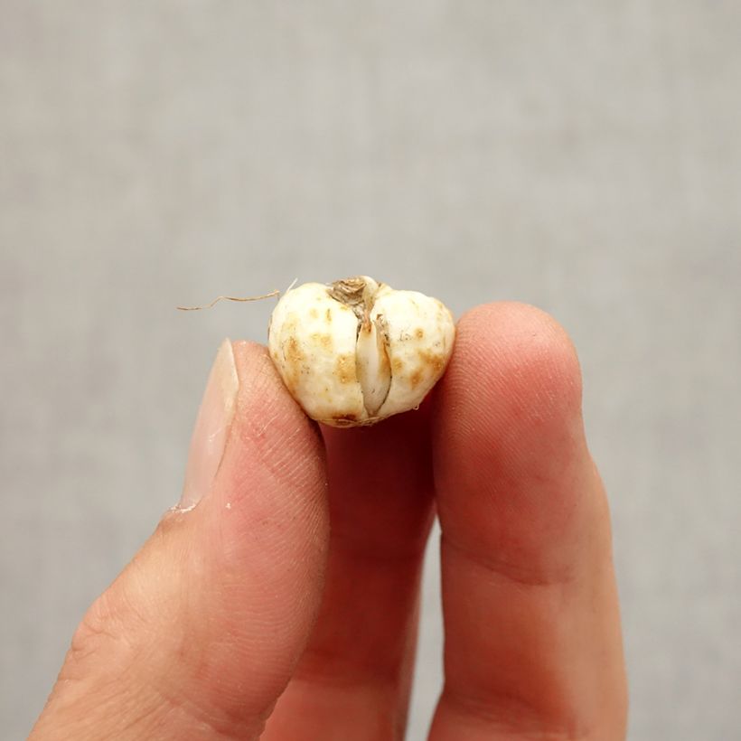 Example of Fritillaire pintade - Fritillaria meleagris Alba Bulbe size 5+ as you get in automne