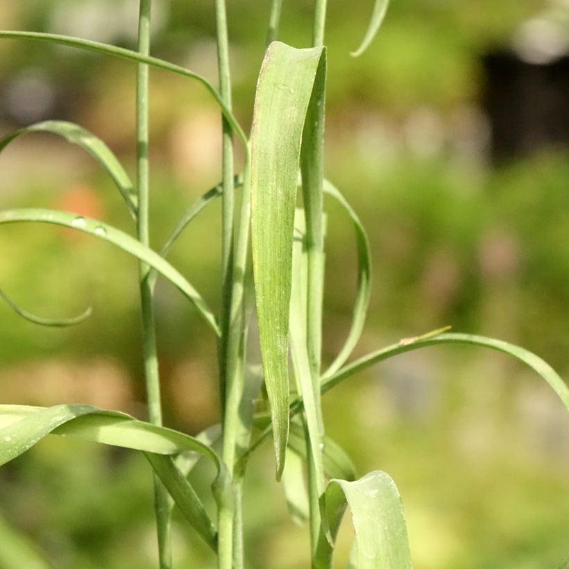 Fritillaire pintade - Fritillaria meleagris  (Foliage)