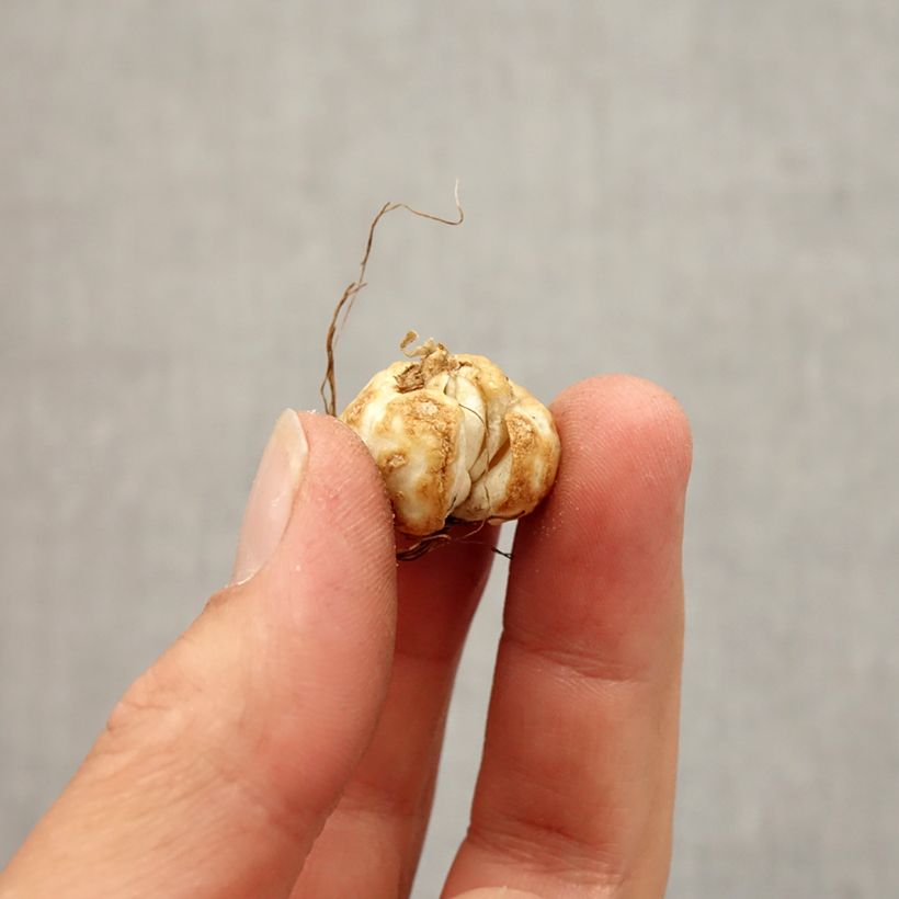 Example of Fritillaire thunbergii - Zhe bei mu  Bulbe size 5+ as you get in automne