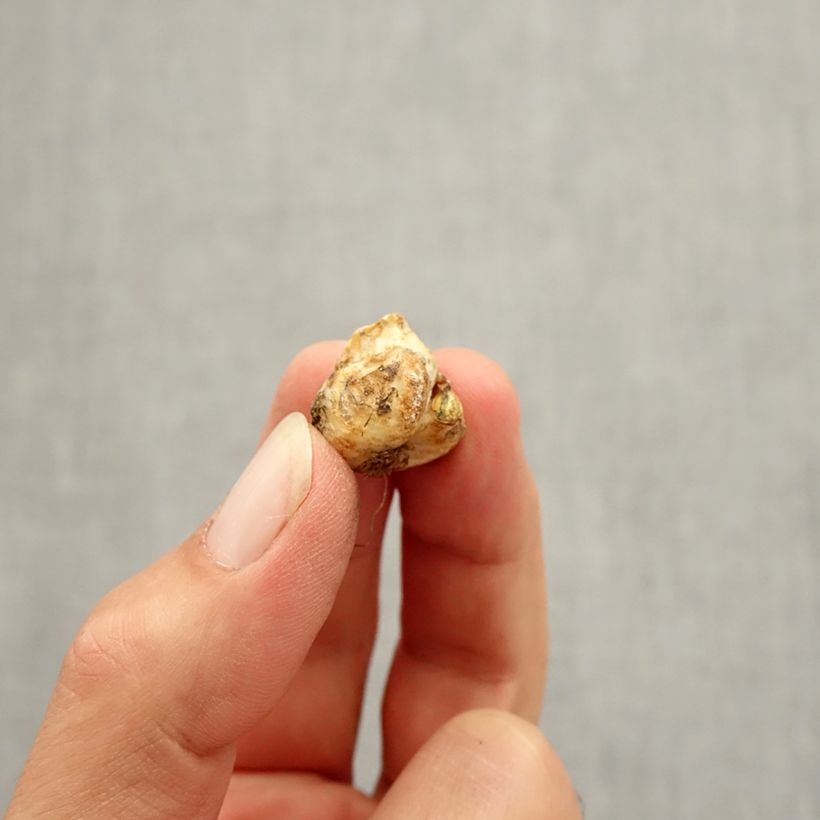 Example of Fritillaria liliacea - Fritillaire botanique Bulbe size I as you get in automne