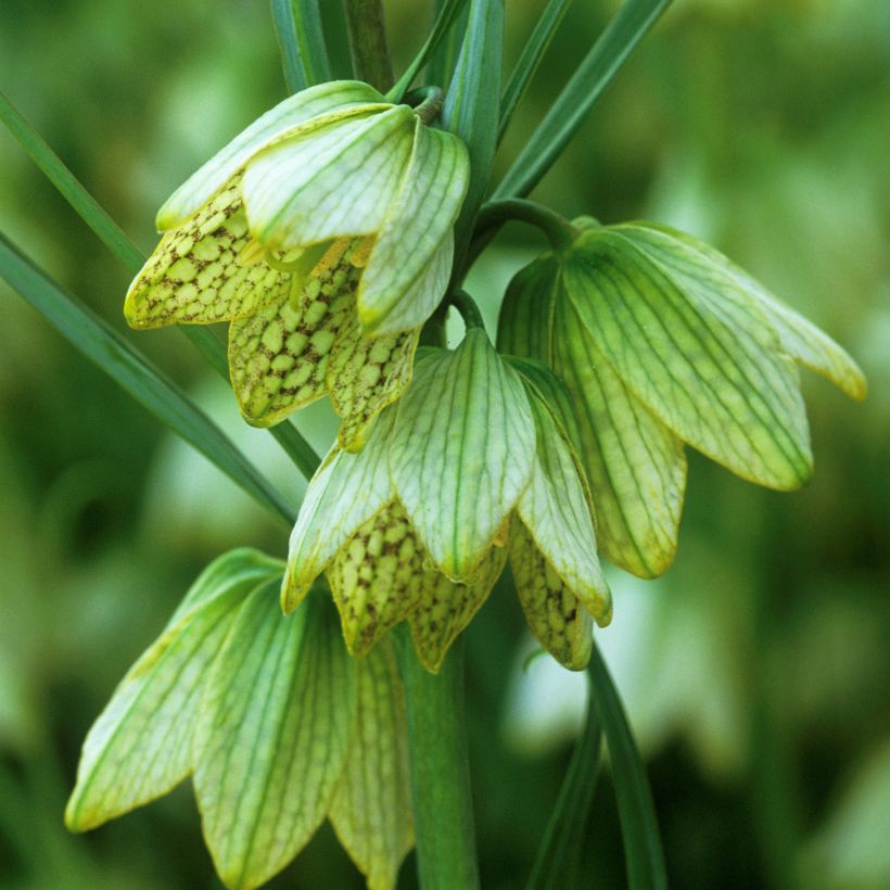 Fritillaire thunbergii - Zhe bei mu  (Flowering)
