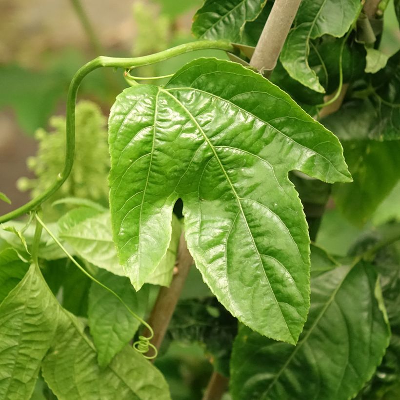Fruit de la passion (Grenadille) - Passiflora edulis (Foliage)