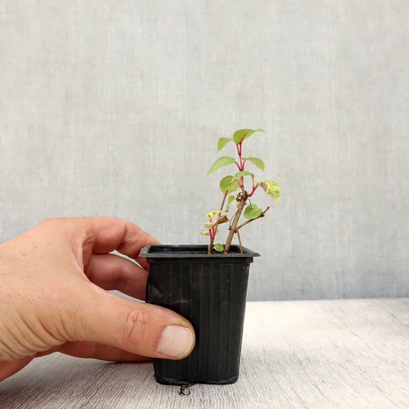 Example of Fuchsia Annabel (Annabelle) Godet de 8/9 cm as you get in automne