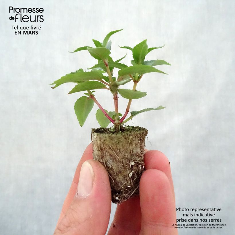 Example of Fuchsia Bella Faya Mini-motte Ø 3/4 cm as you get in printemps