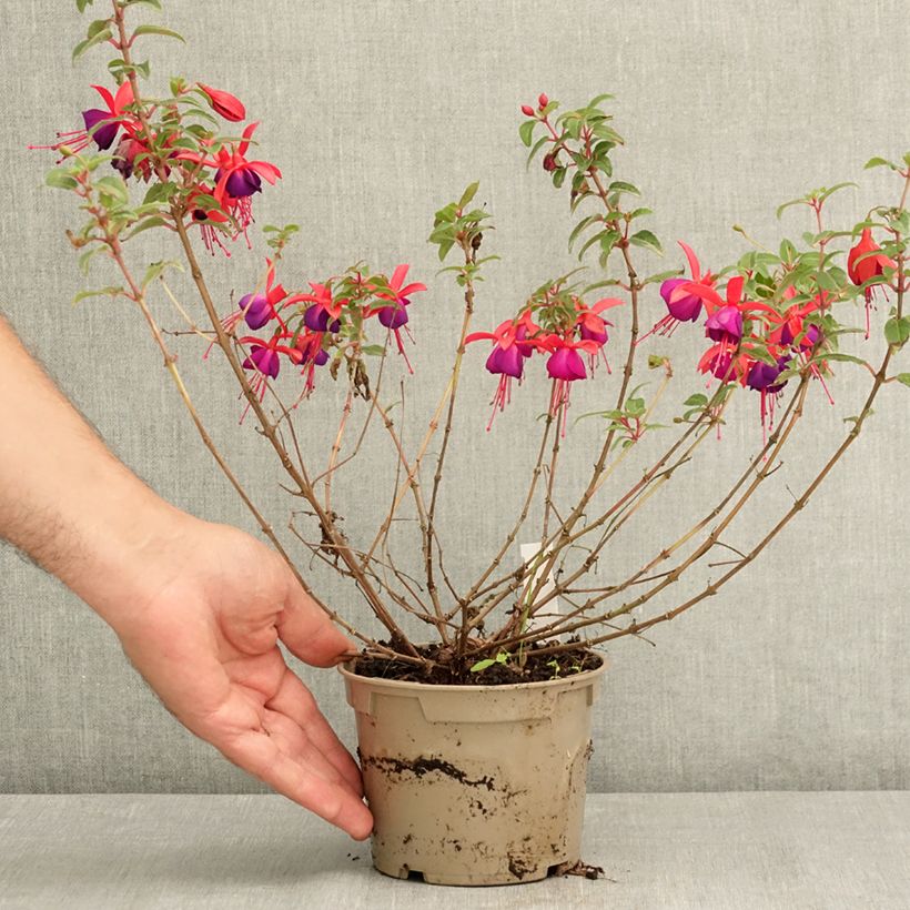 Example of Fuchsia Bella Sacha Pot de 12 cm / 13 cm as you get in ete