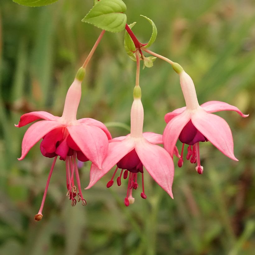 Fuchsia Bush Paula Jane (Flowering)