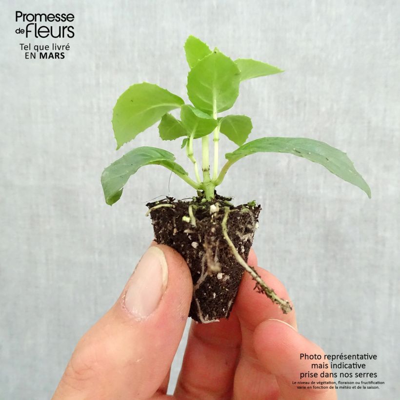 Example of Fuchsia Celia Smedley Mini-motte Ø 3/4 cm as you get in printemps
