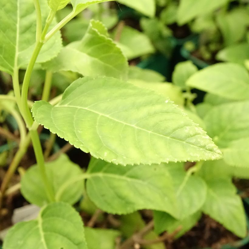 Fuchsia du Cap - Phygelius Yellow Sovereign jaune (Foliage)