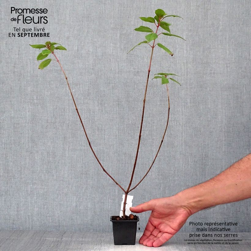 Example of Fuchsia First Success Godet de 8/9 cm as you get in automne