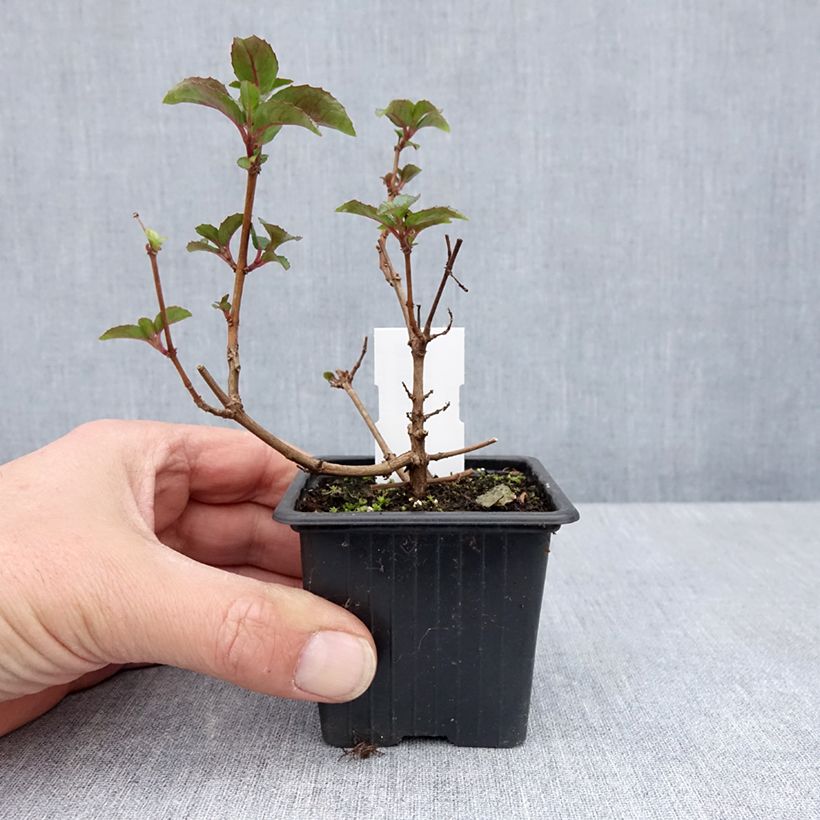Example of Fuchsia Heidi Ann Godet de 8/9 cm as you get in printemps