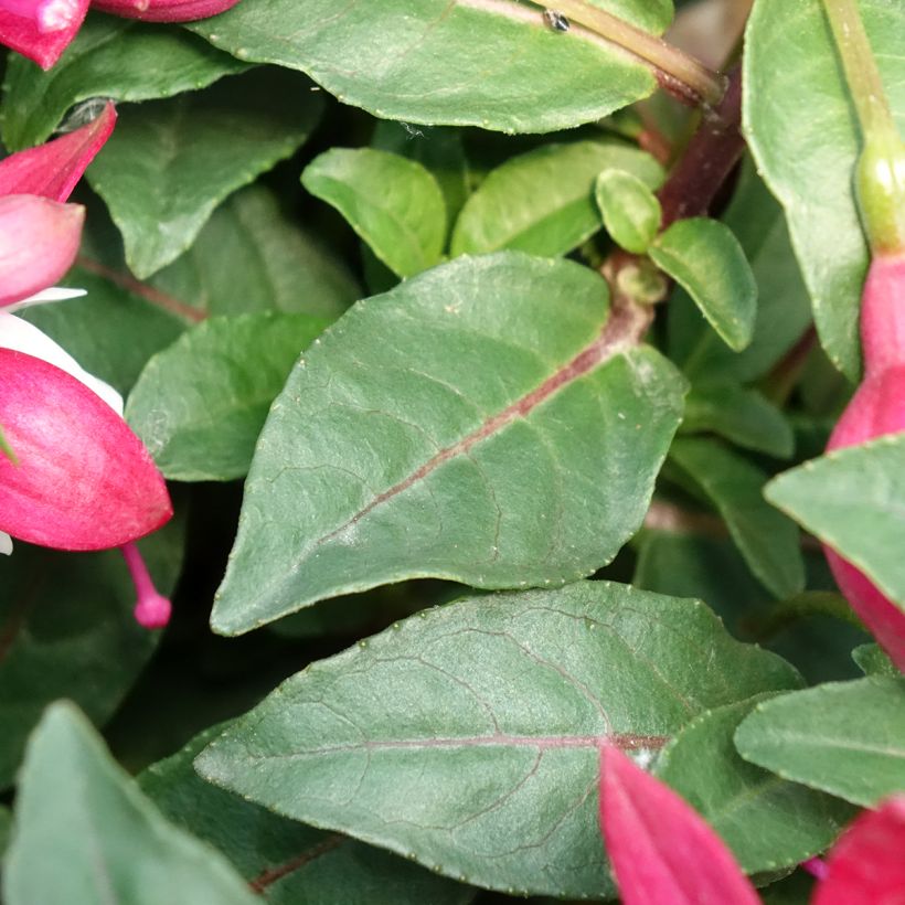 Fuchsia Jollies Madiran (Foliage)