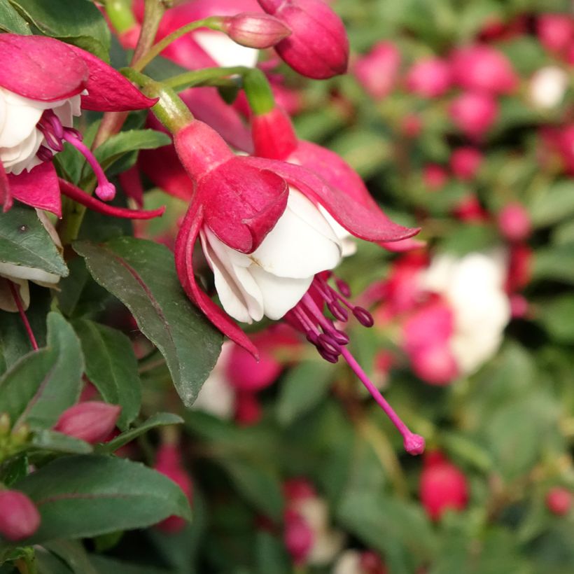Fuchsia Jollies Madiran (Flowering)