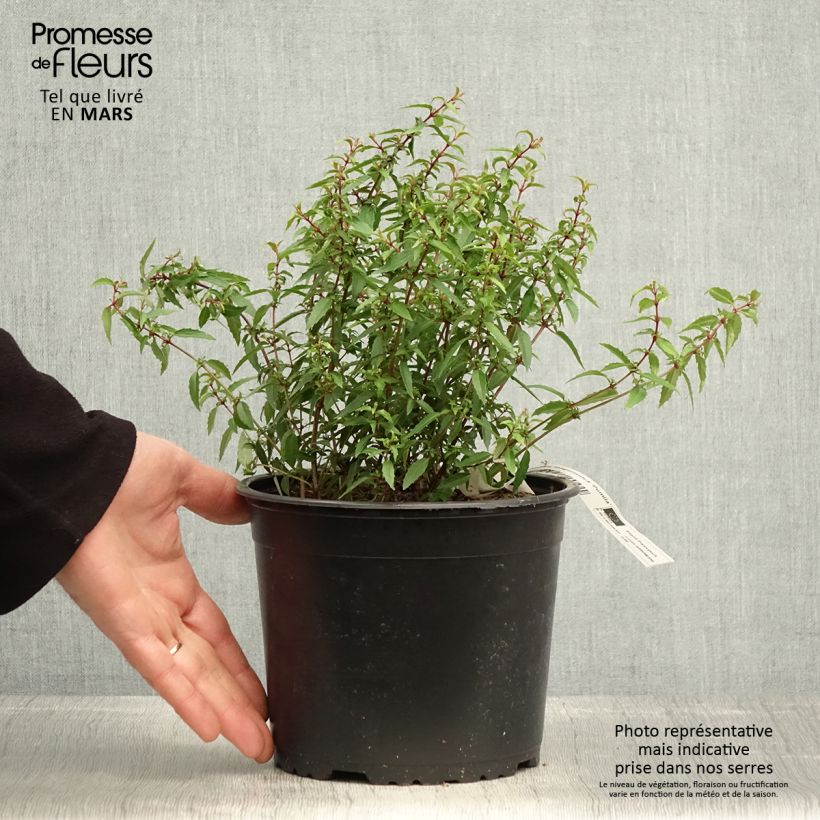 Example of Fuchsia magellanica Pumila Pot de 3L/4L as you get in printemps