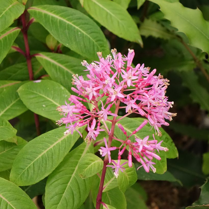 Fuchsia paniculata (Flowering)
