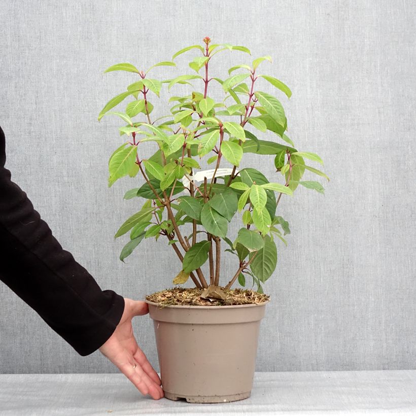 Example of Fuchsia paniculata Pot de 4L/5L as you get in hiver