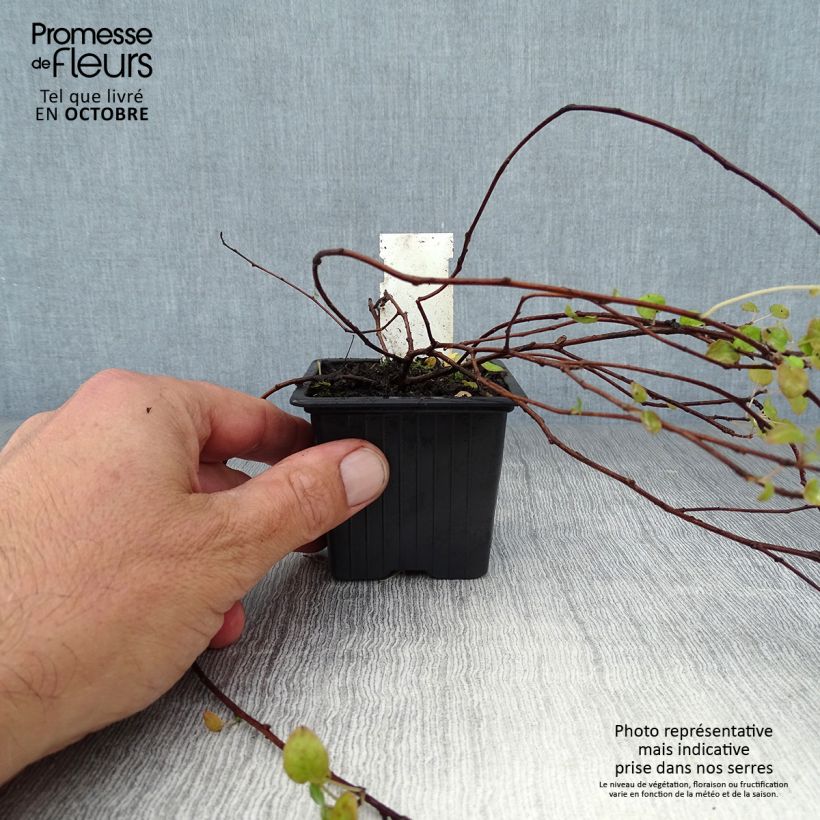 Example of Fuchsia procumbens Godet de 8/9 cm as you get in automne