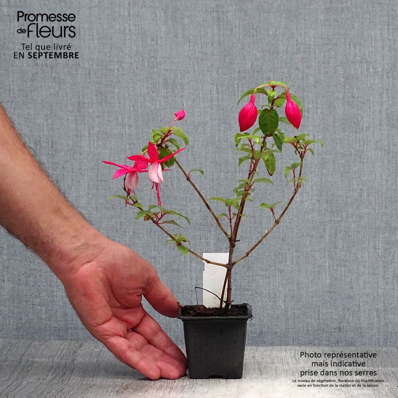 Example of Fuchsia R.A.F Godet de 8/9 cm as you get in automne