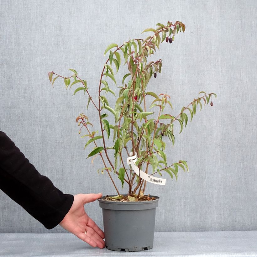 Example of Fuchsia regia Regal Pot de 3L/4L as you get in hiver