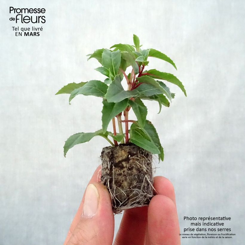 Example of Fuchsia retombant Bicentennial Mini-motte Ø 3/4 cm as you get in printemps
