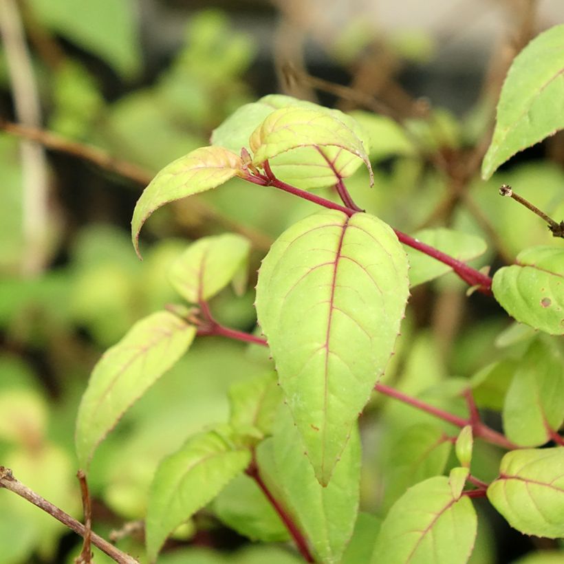 Fuchsia retombant Rohees New Millenium  (Foliage)