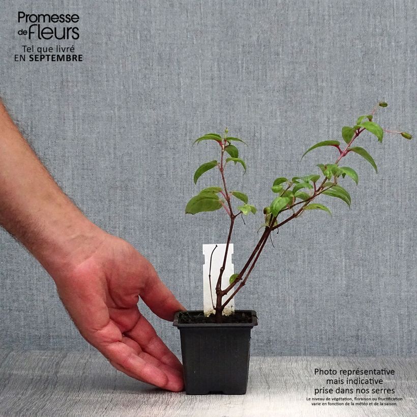 Example of Fuchsia retombant Rohees New Millenium  Godet de 8/9 cm as you get in automne