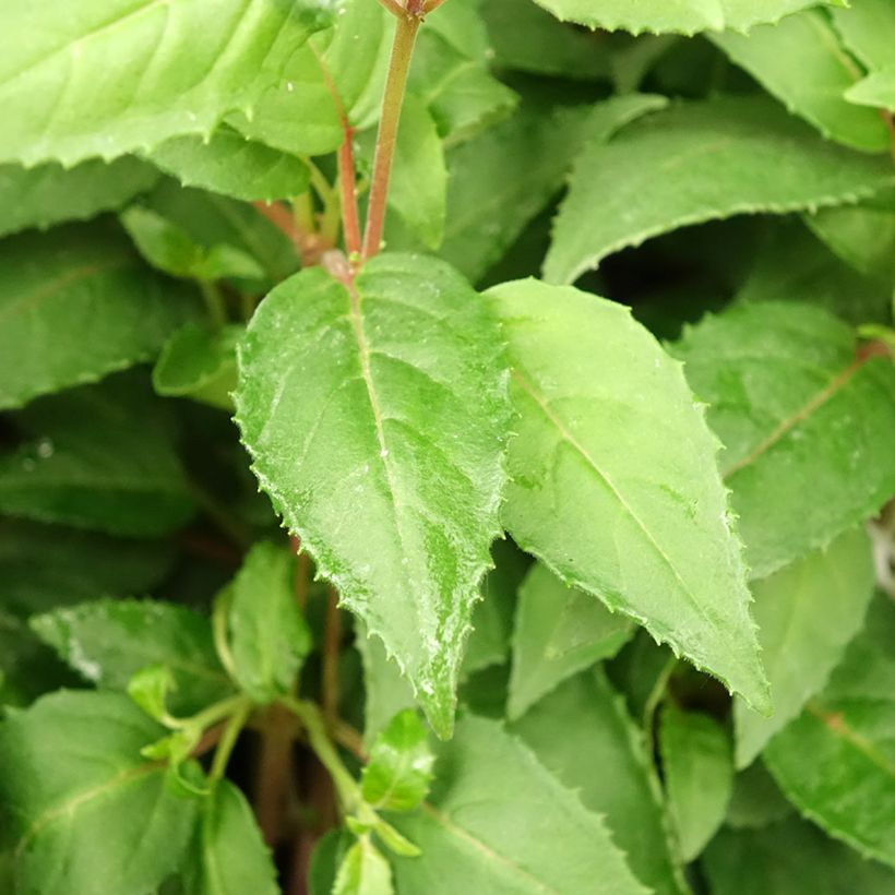 Fuchsia rustique Charming (Foliage)