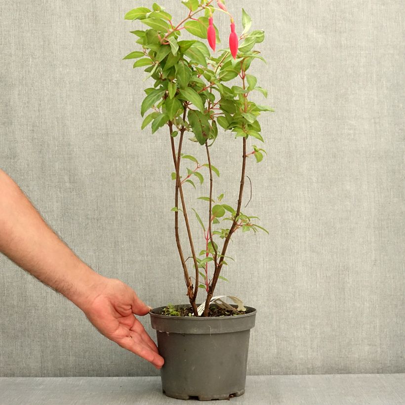 Example of Fuchsia rustique Charming Pot de 3L/4L as you get in ete