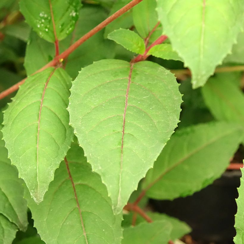 Fuchsia rustique Connie (Foliage)
