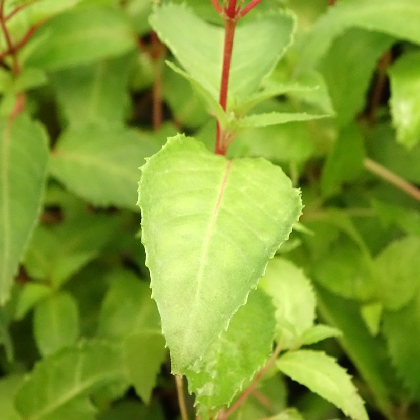 Fuchsia rustique Margaret Thatcher (Foliage)