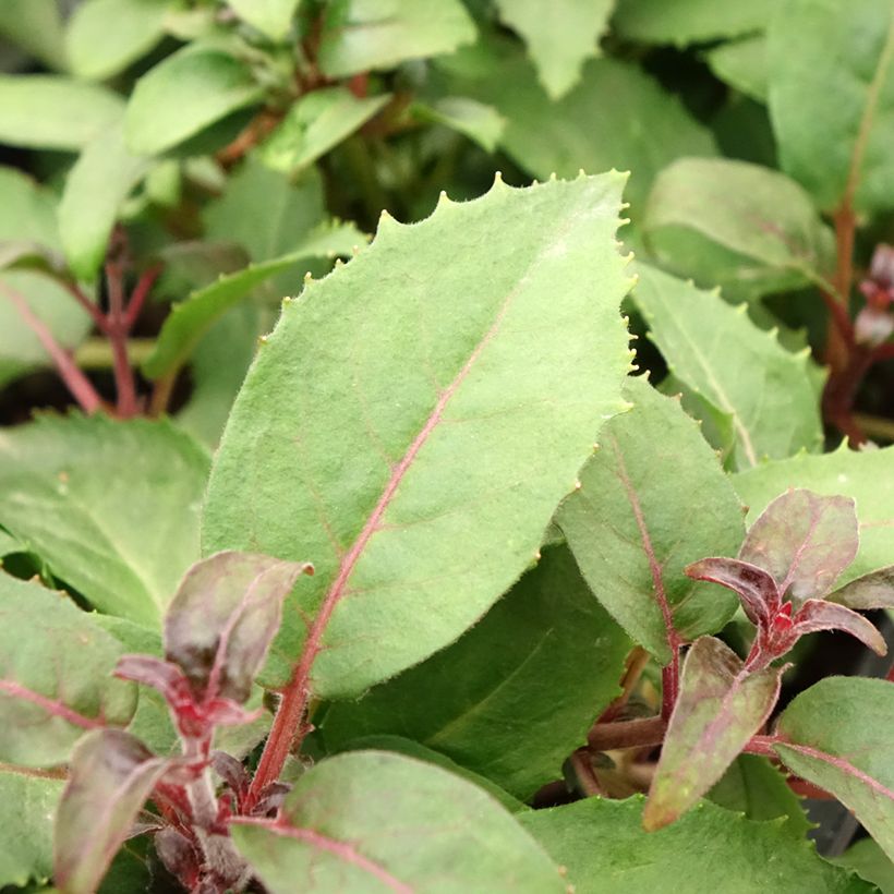 Fuchsia rustique Shrimp Cocktail (Foliage)