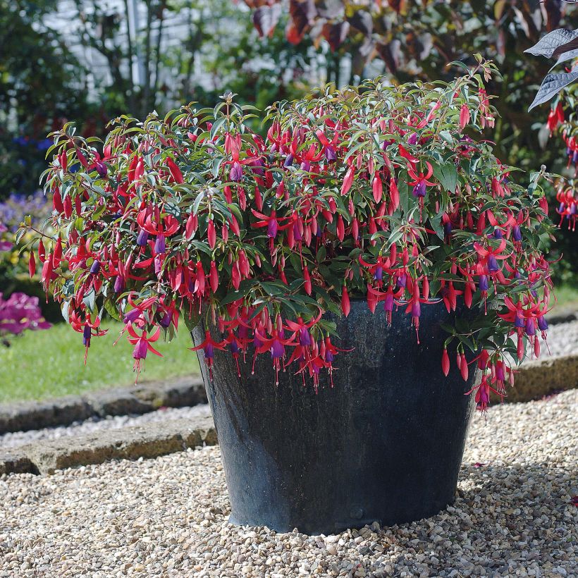 Fuchsia Sundancer  (Flowering)