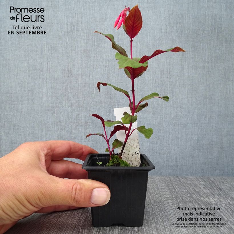 Example of Fuchsia Thalia Godet de 8/9 cm as you get in automne