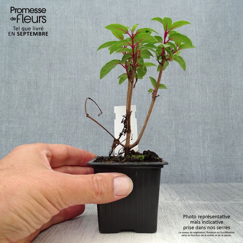 Example of Fuchsia Winston Churchill Godet de 8/9 cm as you get in automne