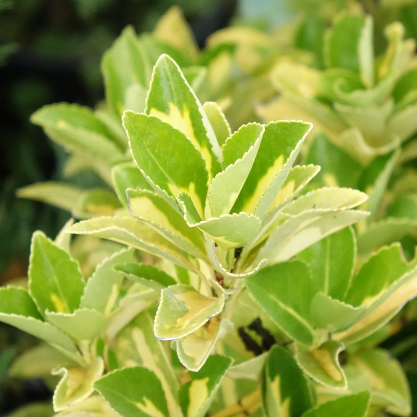 Fusain du Japon - Euonymus japonicus Duc d'Anjou (Foliage)