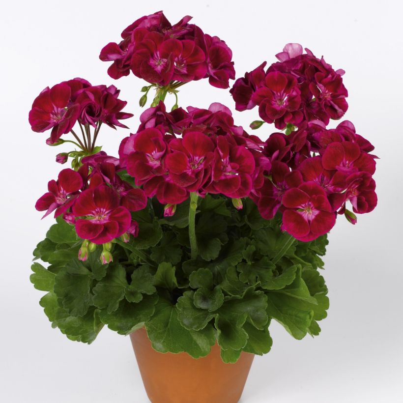 Géranium zonale Flower Fairy Velvet (Plant habit)
