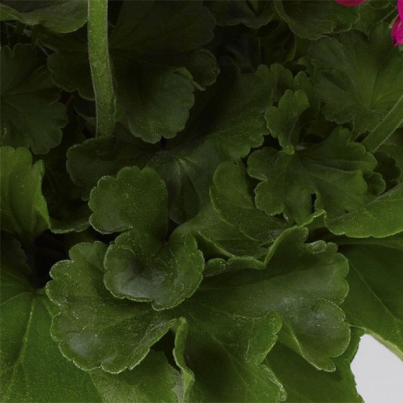 Géranium zonale Flower Fairy Velvet (Foliage)