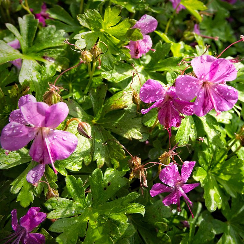 Géranium vivace cantabrigiense Crystal Rose (Flowering)