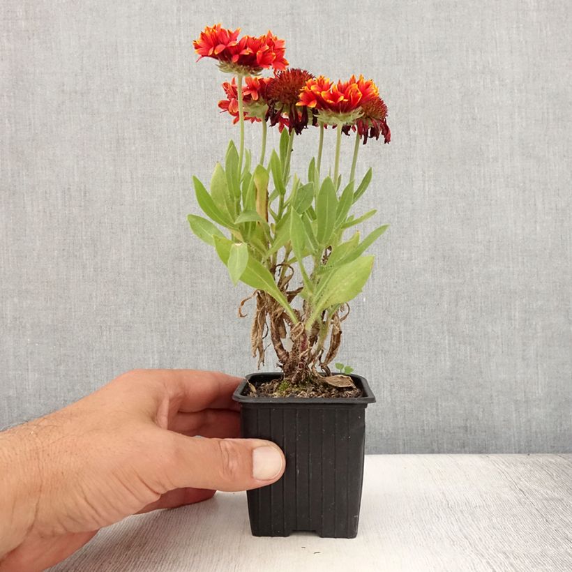 Example of Gaillarde Fanfare Blaze - Gaillarde rouge, orange et jaune Godet de 8/9 cm as you get in ete