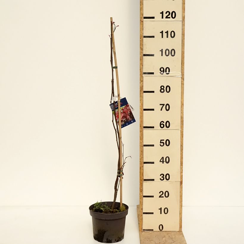Example of Cercis canadensis Red Force - Gainier du Canada  Pot de 7,5L/10L as you get in printemps