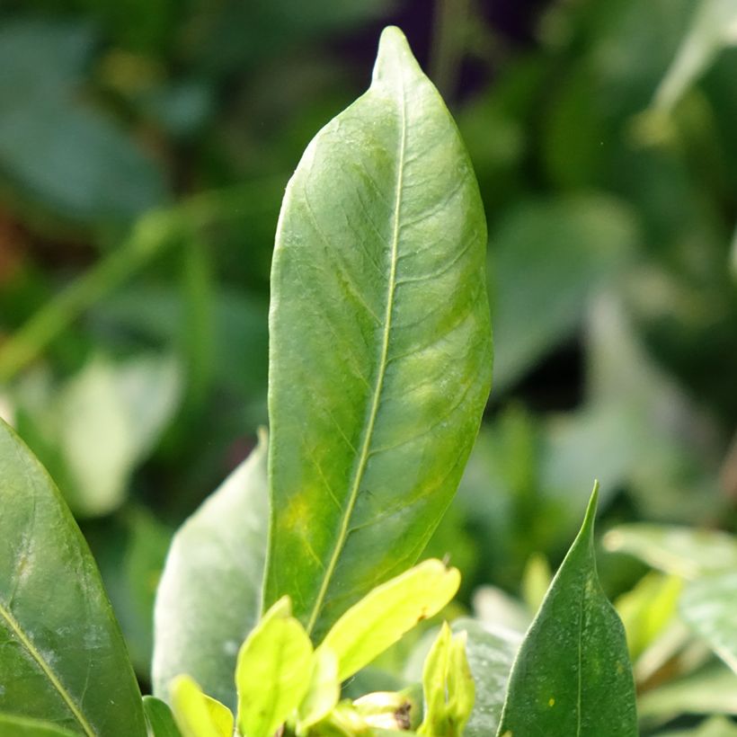Gardenia jasminoides Celestial Star - Jasmin du Cap (Foliage)