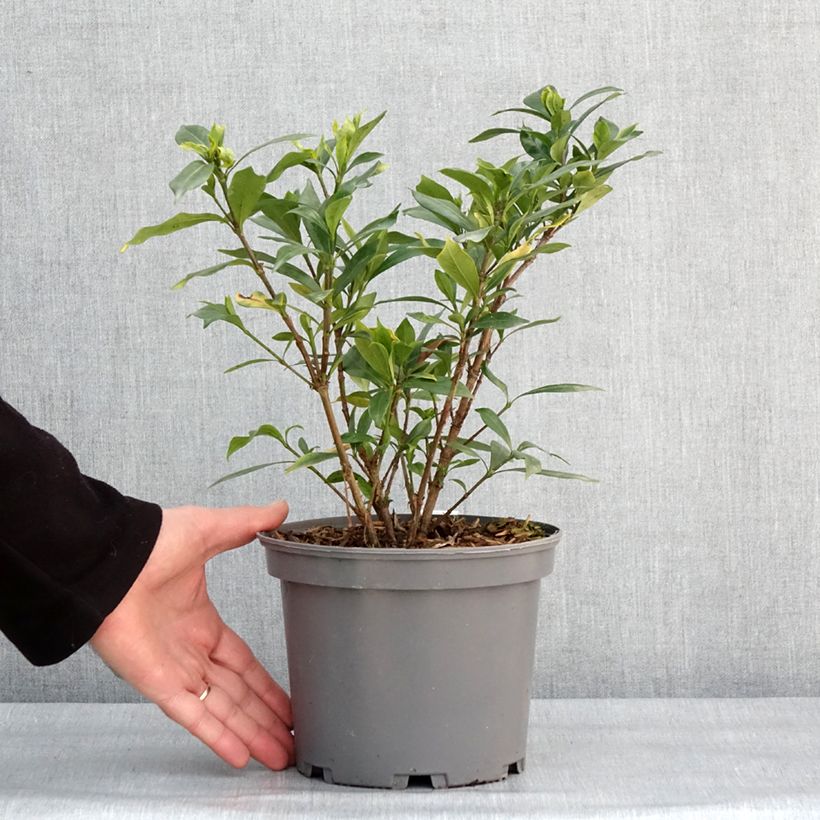 Example of Gardenia jasminoides Celestial Star - Jasmin du Cap Pot de 3L/4L as you get in hiver